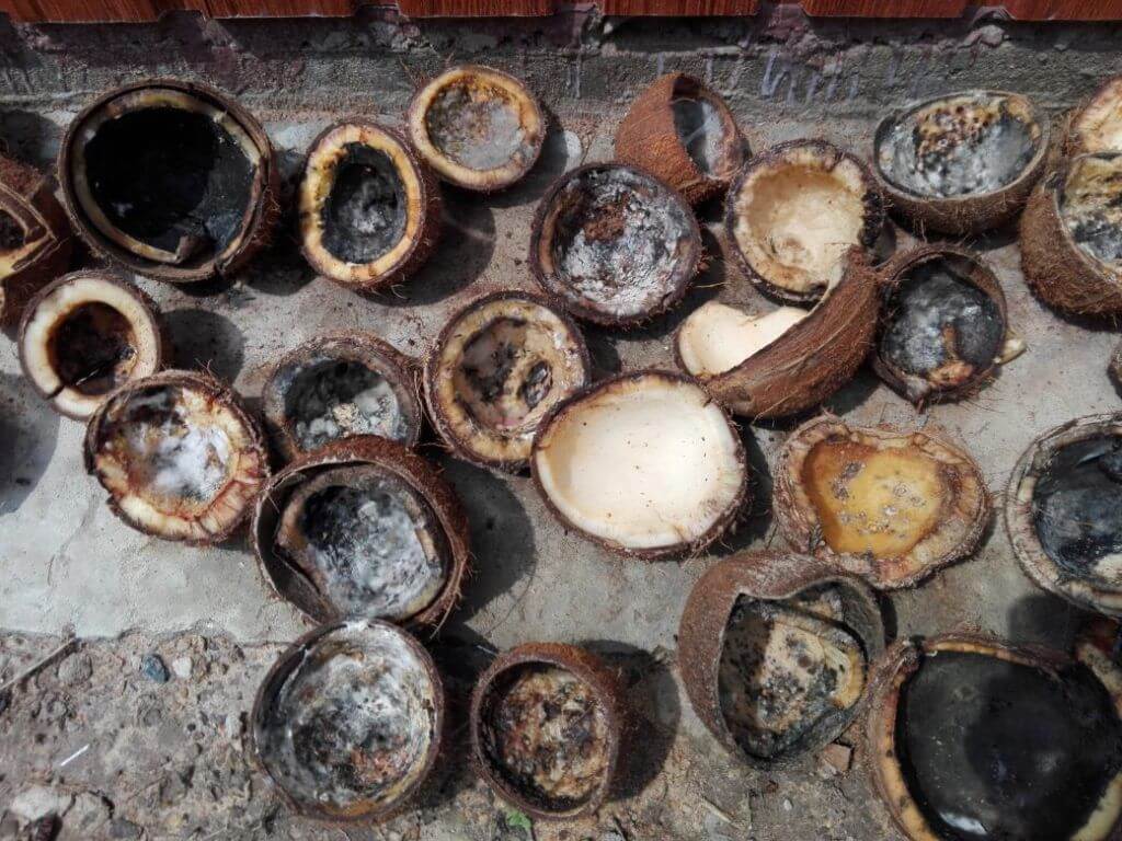 Beschimmelde zongedroogde kokosnoten voor copra productie