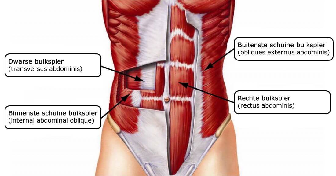 Anatomie van de buikspieren: rechte, schuine en dwarse buikspier