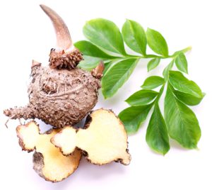 glucomannan plant