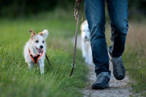 Wandelen om af te vallen